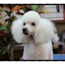 GROOMING 107 이미지