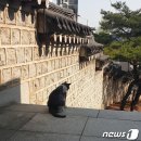 靑 춘추관의 마스코트 고양이 '흑임자'를 아시나요? 이미지