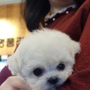 예쁜강아지 - 부산진구 당감로 26-1 | 예쁜강아지