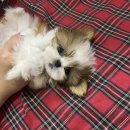 멜로디펍스 | 대구애견 - 멜로디펍스 방문했어요