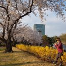 경주 벚꽃 (엑스포공원) 이미지