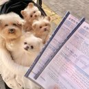 심리카페멘토건대 | 시흥 배곧 심리카페멘토 지문검사, 애견동반 이색데이트 솔직후기
