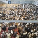 쟁골농장 이미지