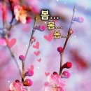 하늘사랑 Daum카페