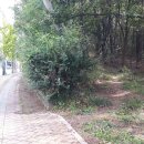 경산과학고 건너 Daum카페