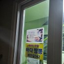 제부도펜션 벚꽃 이미지