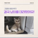 198헤어 | 송도 구경 갔다가 마음을 뺏겼습니다… 브리티쉬숏헤어 분양 후기