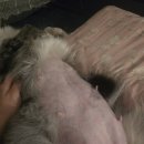 브라운메디컬 | 강아지 출산 준비물|강아지 응급 제왕절개 후기 [크리스마스 이브의 선물]