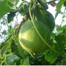 하늘타리 이미지