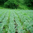 우리들 농장 이미지