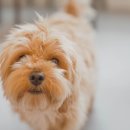 써니 애프터눈 이미지