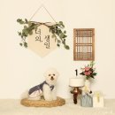 가나안 귀염뽀짝 펫택시 | 펫보험, 페오펫 올라이프 멤버십 가입하고 강아지 양육비 절약하기