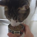 찹찹 펫푸드 | 프리미엄 캐나다 캣 푸드 <아카나 캣 청크 > 국내 최초 론칭하는 아카나 습식사료 3종 솔직 후기