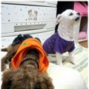 땜므 이미지