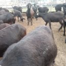 마이산 흑염소 농장 이미지