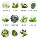 주식회사 나실패밀리