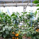 오성농장 이미지