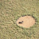 아프리카 사막 초원의 요정의 원 (fairy circles) 미스테리 이미지