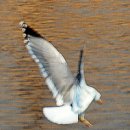 공북낚시터 | 전주 죽수정(竹藪亭)