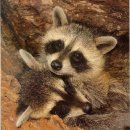라쿤(Racoon)