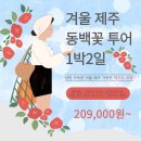 2025년 #제주 동백꽃투어 이미지