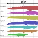 사르코수쿠스 이미지
