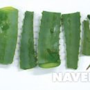 알로애 꽃집 이미지