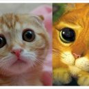 장화신은고양이 이미지