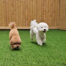 가치있개 반려견 유치원 이미지