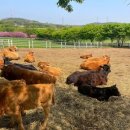 유연목장 | 벚꽃 지고 나서도 끝나지 않는 봄 충남 예산 아그로랜드 태신목장 트랙터 봄꽃 여행