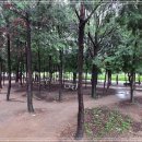 뚝섬한강공원-88 이미지