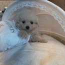 도그마루 강아지고양이 청주점 이미지