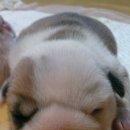 스텔라또 이미지