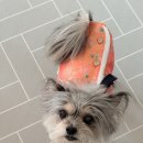 강아지 | 봄봄코리아 강아지화식 후기 기호성좋은 자연식 발견