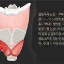 &#39;2cm 미만&#39; 갑상선결절 고주파절제술...법원 &#34;보험금 지급하라&#34; 이미지