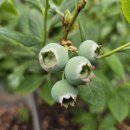 블루베리 수확의 계절이 다가옵니다. 이미지