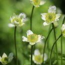 아네모네 이미지