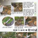 정언 이미지