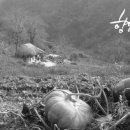 수채화산장