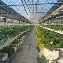 기종농장 이미지