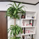 더고은피부 이미지