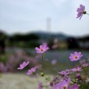 섶마리농촌체험휴양마을 | 대구 근교 캠핑장 추천 섶마리 농촌체험휴양마을 청도 오토캠핑장 가을여행