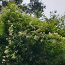 고덕산장 이미지