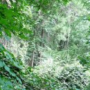 공작산 휴양림 펜션 이미지