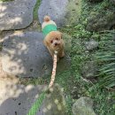 장화신은 고양이 & 강아지 미용 | 강아지 푸들 일기_ 애견동반제주 여행 후기 및 일상