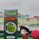 알로(Allo) 이미지