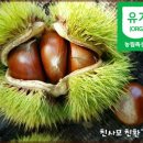 Re:유기농 알밤 축파/옥광 50% 맛보기 당첨자발표 이미지