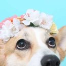 도그캠프 이미지