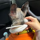 까망베르2호점 이미지