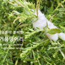 거품벌레유충이 분비한 거품덩어리 이미지